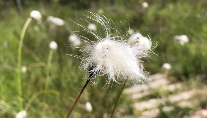 Réserve Naturelle Nationale de la Tourbière des Dauges © Nicolas Macaire / LPO